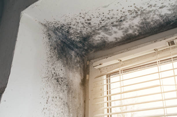 Affordable Mold Remediation solutions in Montrose, NY